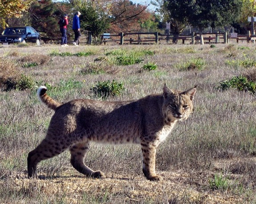 bobcatrancho bobcatrancho