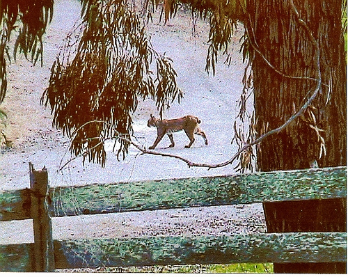bobcatstanford