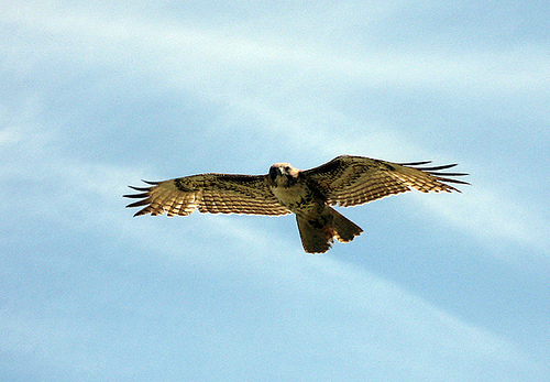 hawk