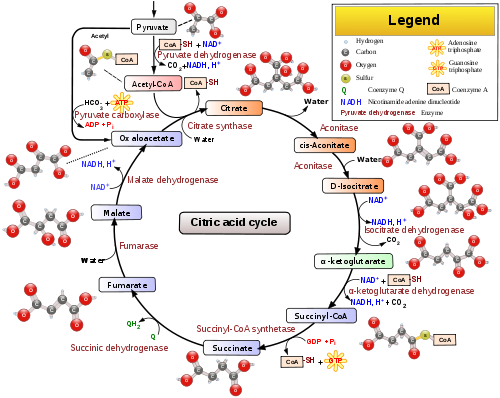 krebs cycle (aka citric acid cycle) Krebs Cycle diagram (also called Citric Acid Cycle)
